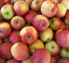 Fuji Apples by the Box (PRE-PAY)