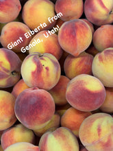 Giant Elberta Peaches by the Box (PRE-PAY)