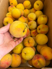 Lemon Elberta Peaches by the Box (PRE-PAY)
