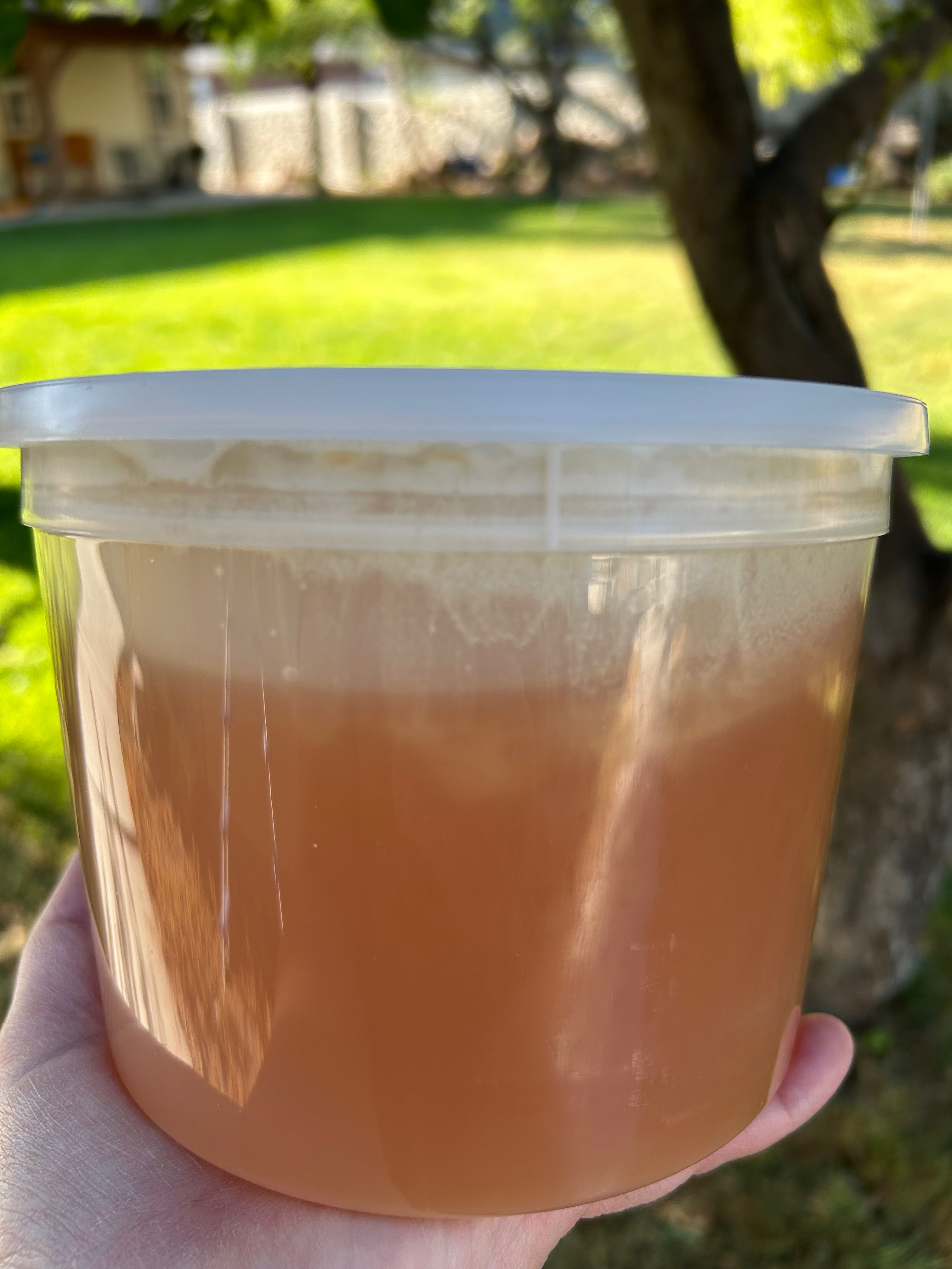 Provo Canyon Honey- CASE- Fresh 2025 Harvest!
