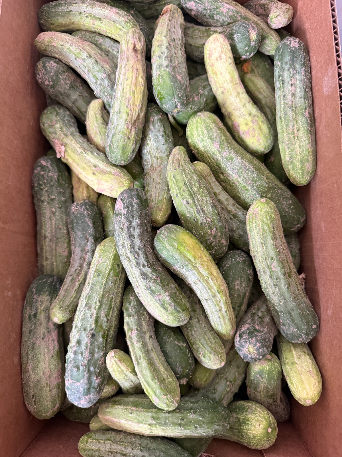 Pickling  Cucumbers by the Box (PRE-PAY)